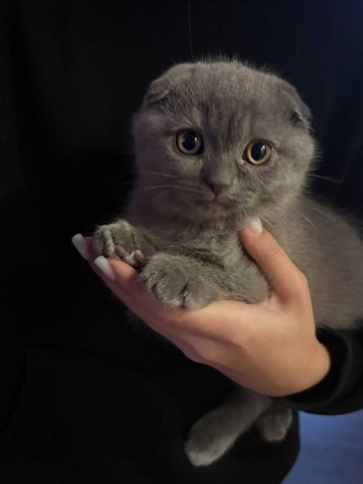 Шотланський котик, кошеня, 2,5 міс. Весловухий