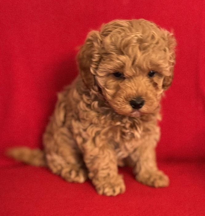 Яркая девочка мальтипу Одесса