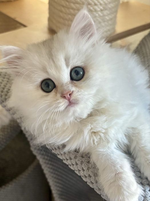 Kotka szkocka długowłosa kot kocięta