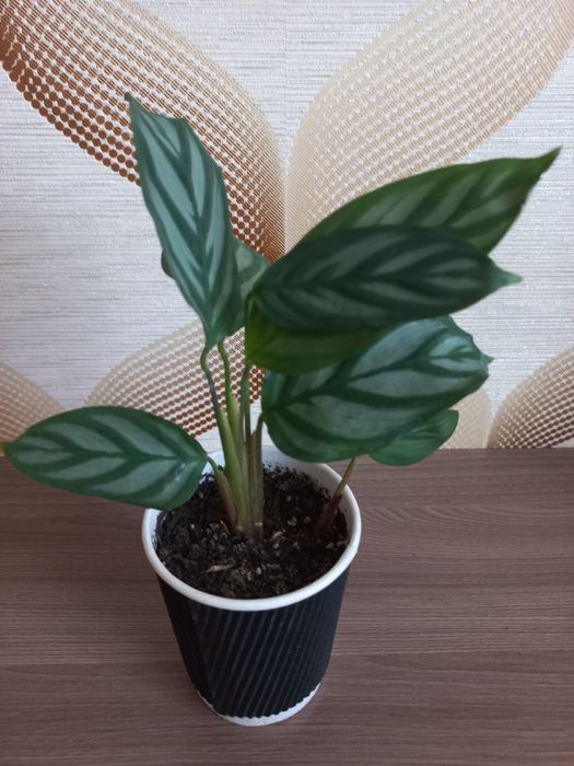 Фіалка  Ктенанта Калатея