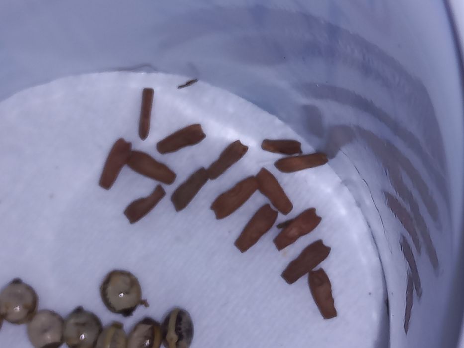 Jajka patyczaków Togian Islands