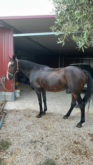 Égua cruzada com 11 anos