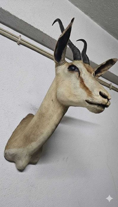 Troféu de Cabra de de Leque