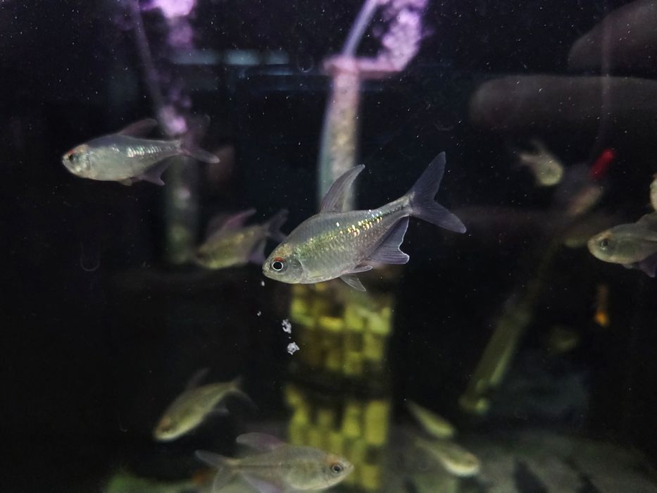 Błyszczyk brylantowy (tetra diamentowa)