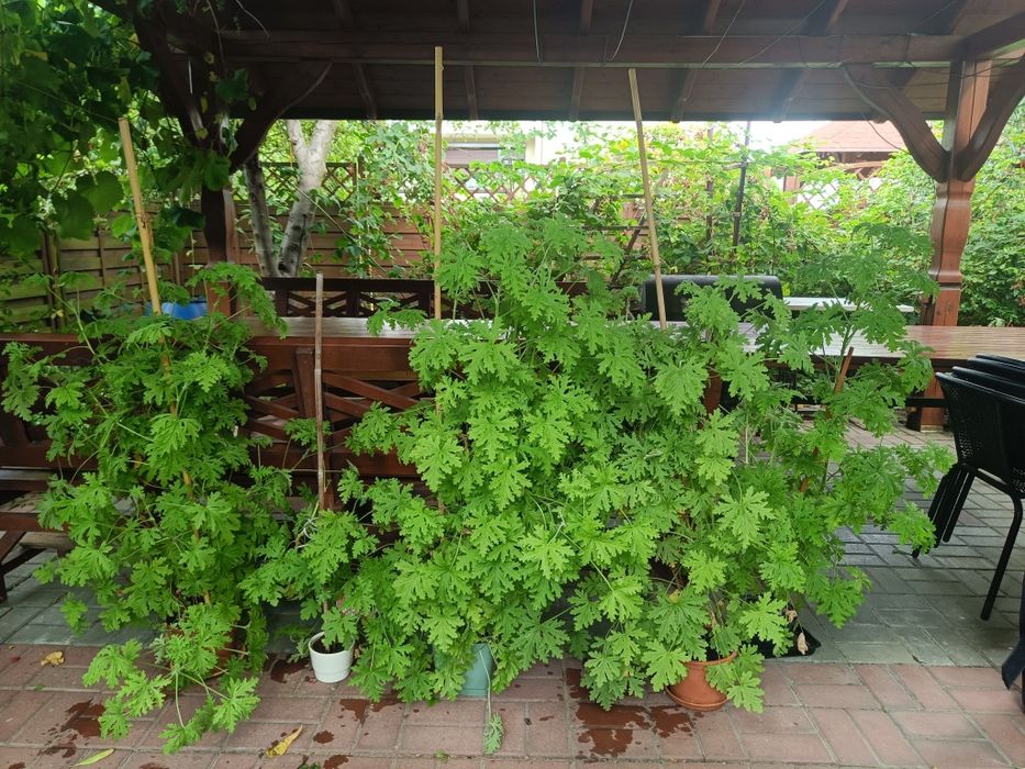 Geranium, aginka