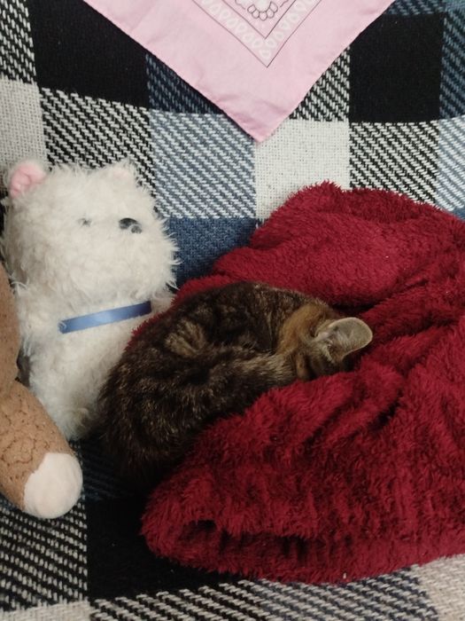Віддам кошеняток