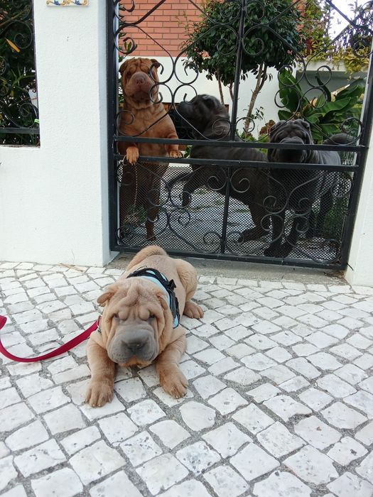 Sharpei puro creme   disponível para entrega