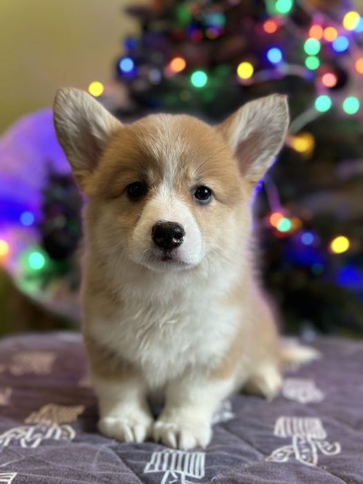 Цуценята вельш коргі пемброк, з документами КСУ