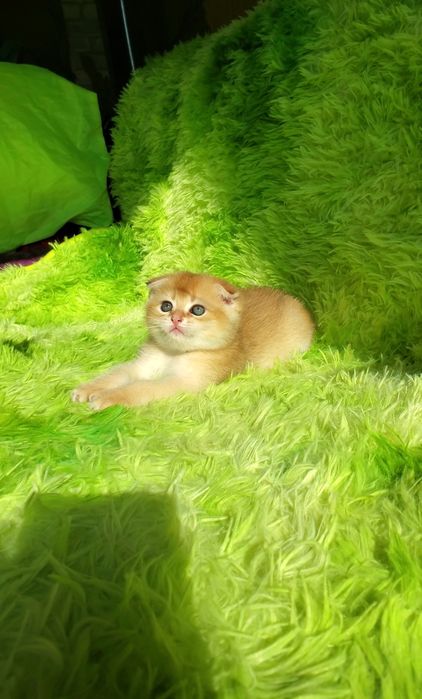 Ручные малышики. Котята золотая шиншилла.