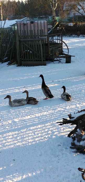 Sprzedam kaczory biegusy