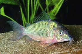 Kirysek szmaragdowy brochis splendens Aquafizz Creative