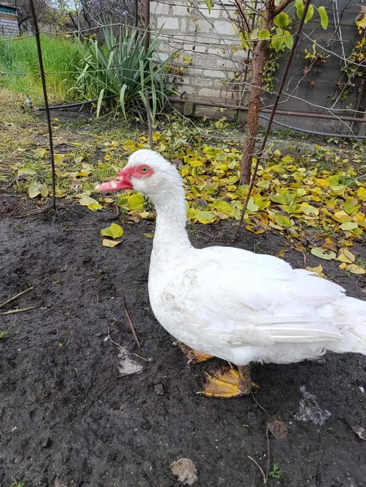 Інкубаційне яйце індокачок німецької важкої лінії