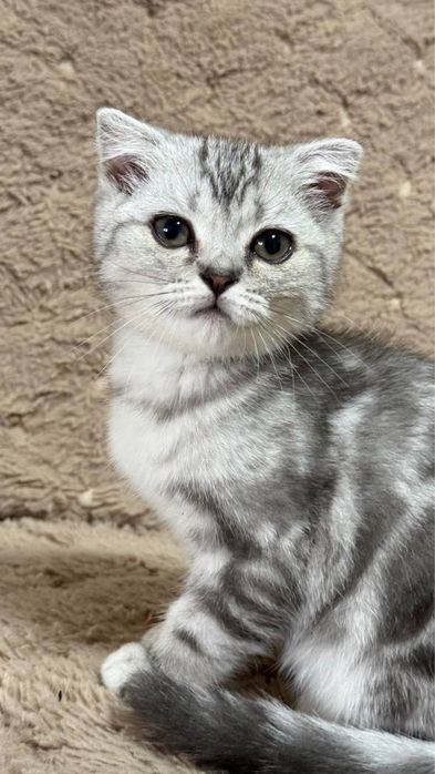 Шатландський чистокровний красунчик  хлопчик