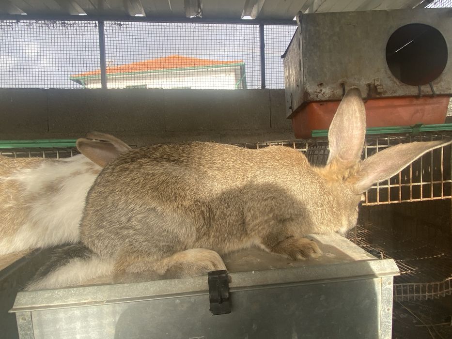 Coelhos para consumo ou reproduçao