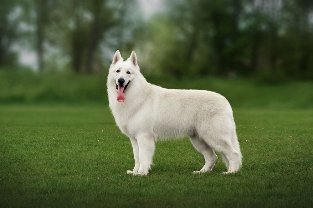 Цуценята БШВ/БШО, Біла швейцарська вівчарка/Белая Швейцарская овчарка