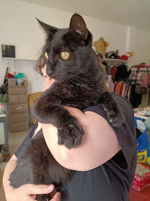Gato preto macho para adoção