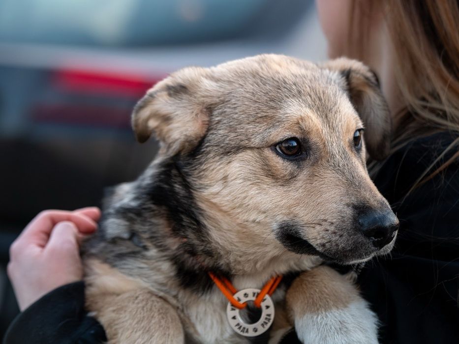 Цуценя  хлопчик Джеймс 5 міс шукає дім