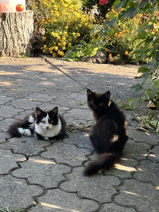 Віддам в добрі руки кошенят