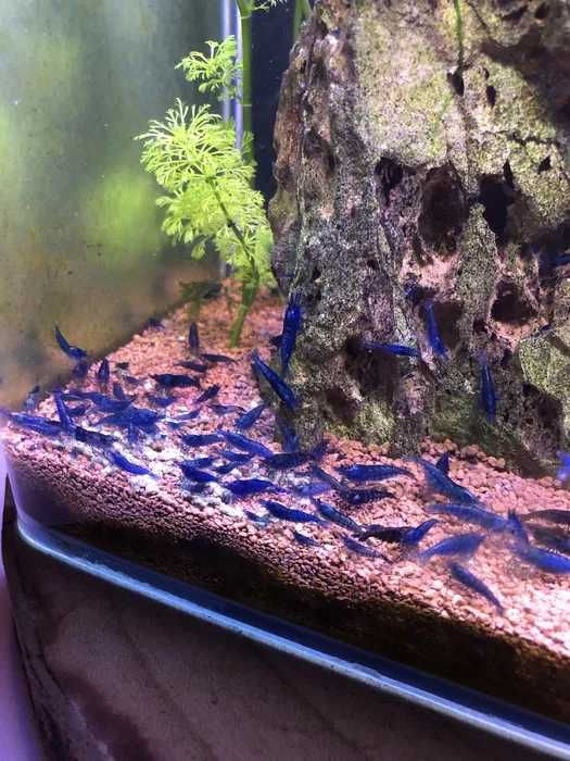 Camarões Neocaridina Red, Yellow e Blue – Saudáveis e de Excelente Qualidade