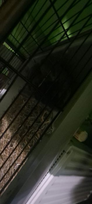 Sprzedam szynszyla samica