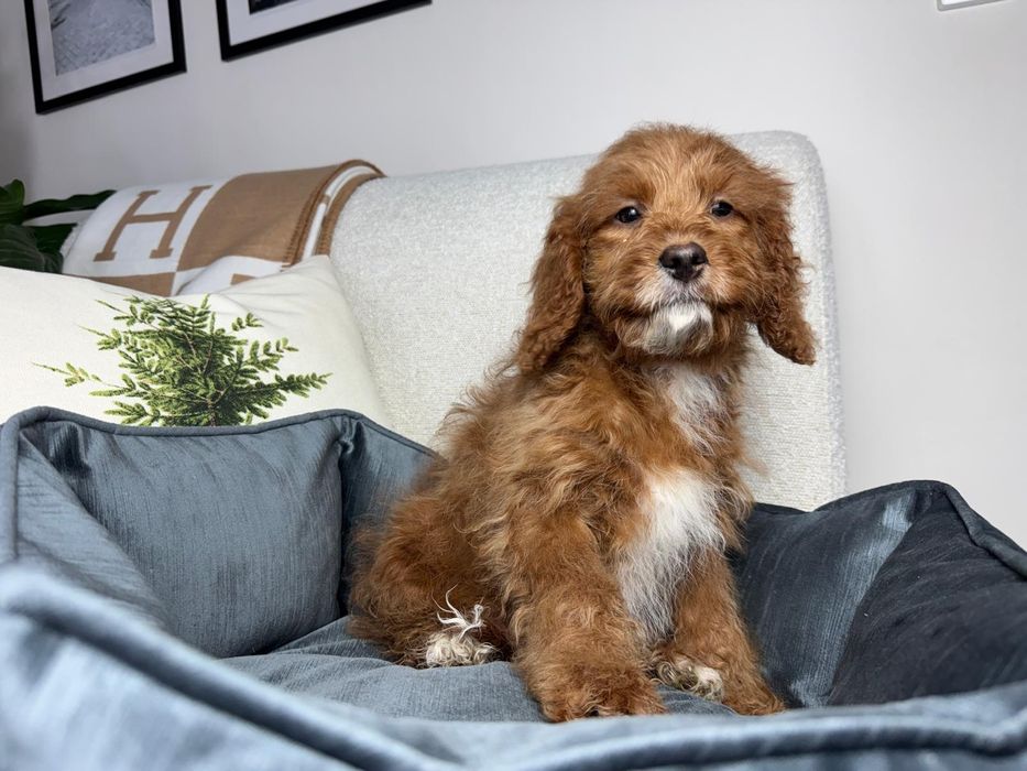 cavapoo szczeniak gotowy do odbioru