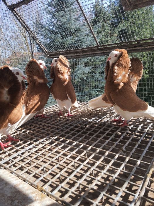 Sprzedam gołębie ozdobne kapucyny