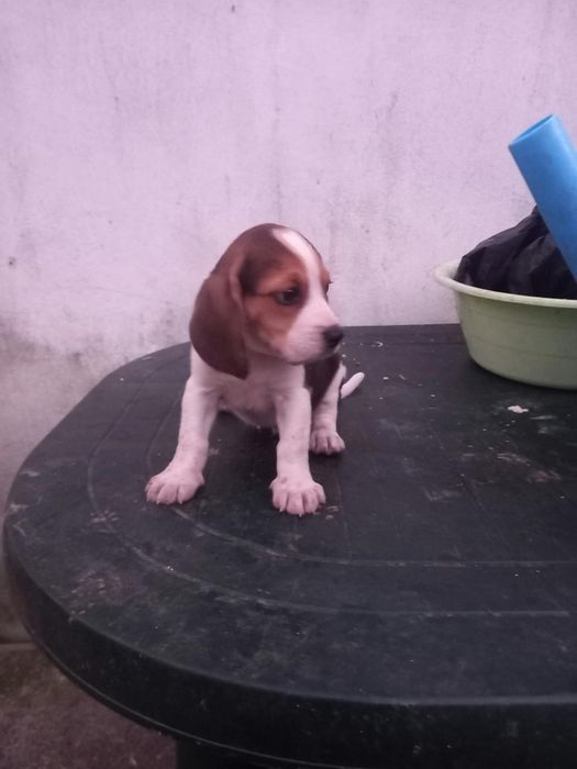 Beagle tricolor puro