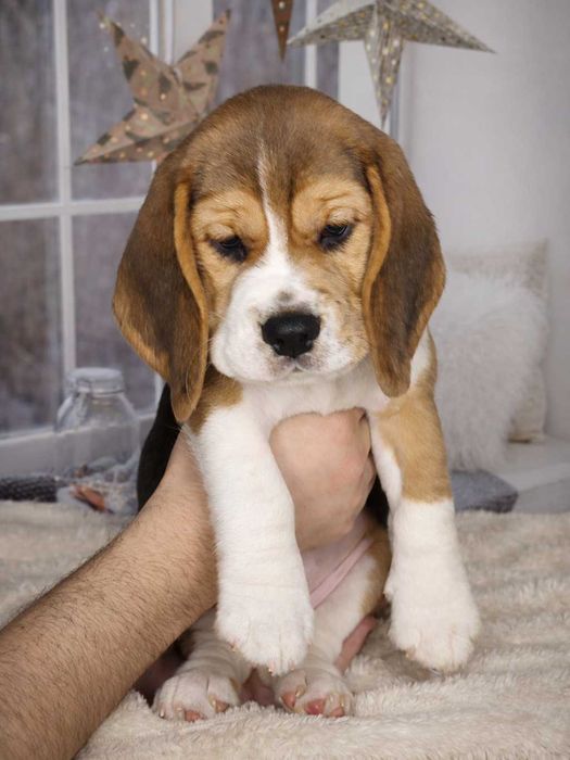 Цуценята бігля. Бігль КСУ/FCI