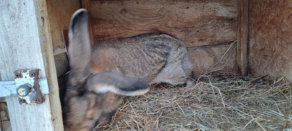Króle mieszańce po olbrzymach belgijskivh