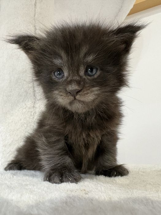 Kotka Maine Coon