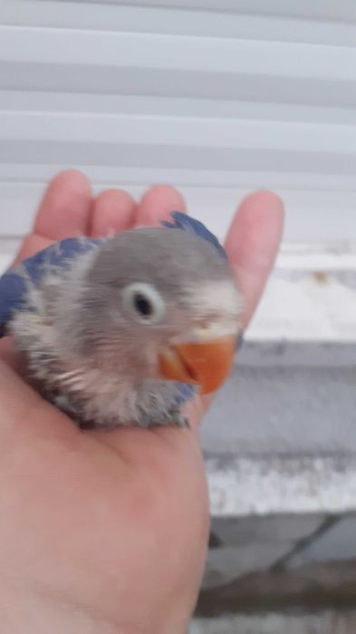 Agapornis fischer bebe