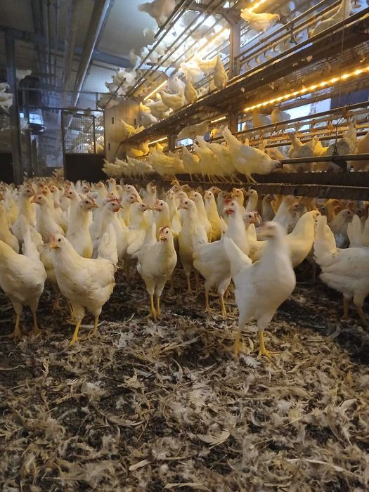 Kury nioski z własnej hodowli kurki z pierwszym jajkiem wszystkie rasy