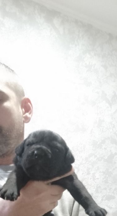 Бронювання кане корсо