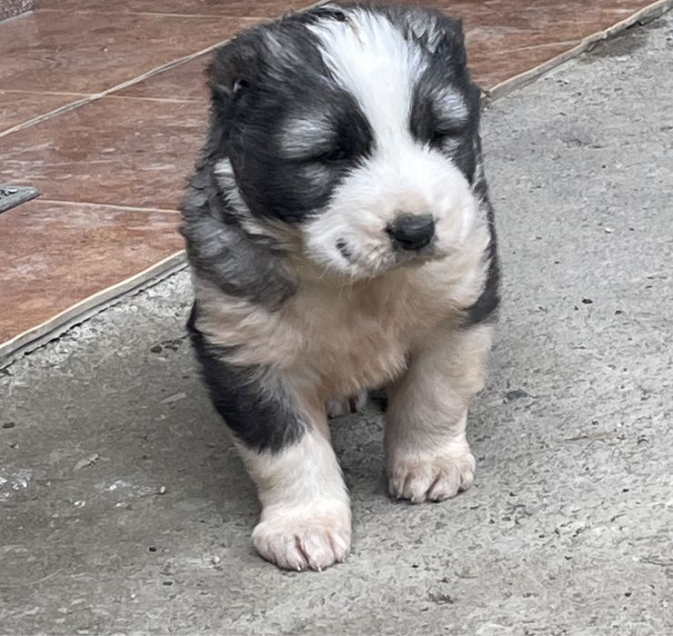 Цуценята кавказької вівчарки