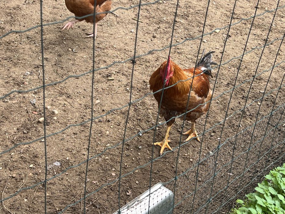 Vendo Galos de criaçao caseira