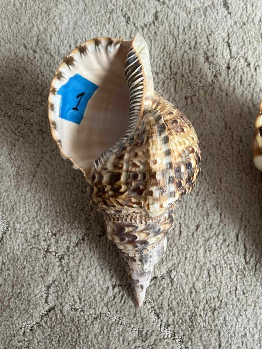 Muszla Trytona dekoracyjna