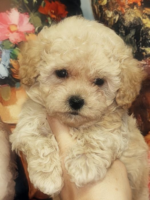Śliczna mała suczka Maltipoo