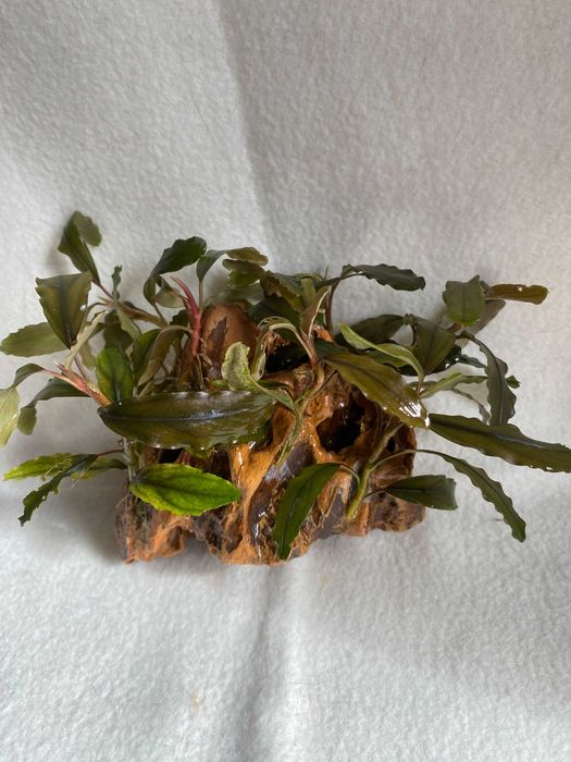 Рослини - драконій камень з живими буцефаландрами