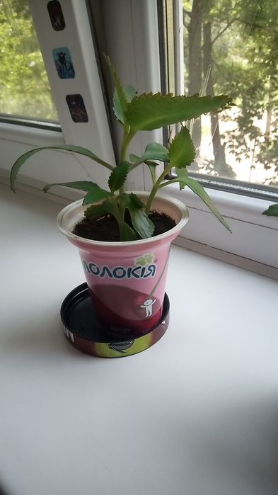 Каланхоэ цветок каланхоэ