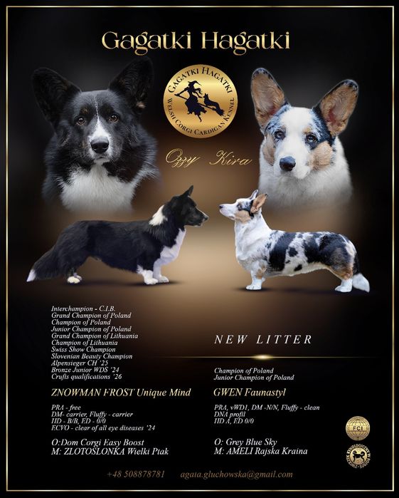 Welsh Corgi Cardigan FCI suczka Blue Merle