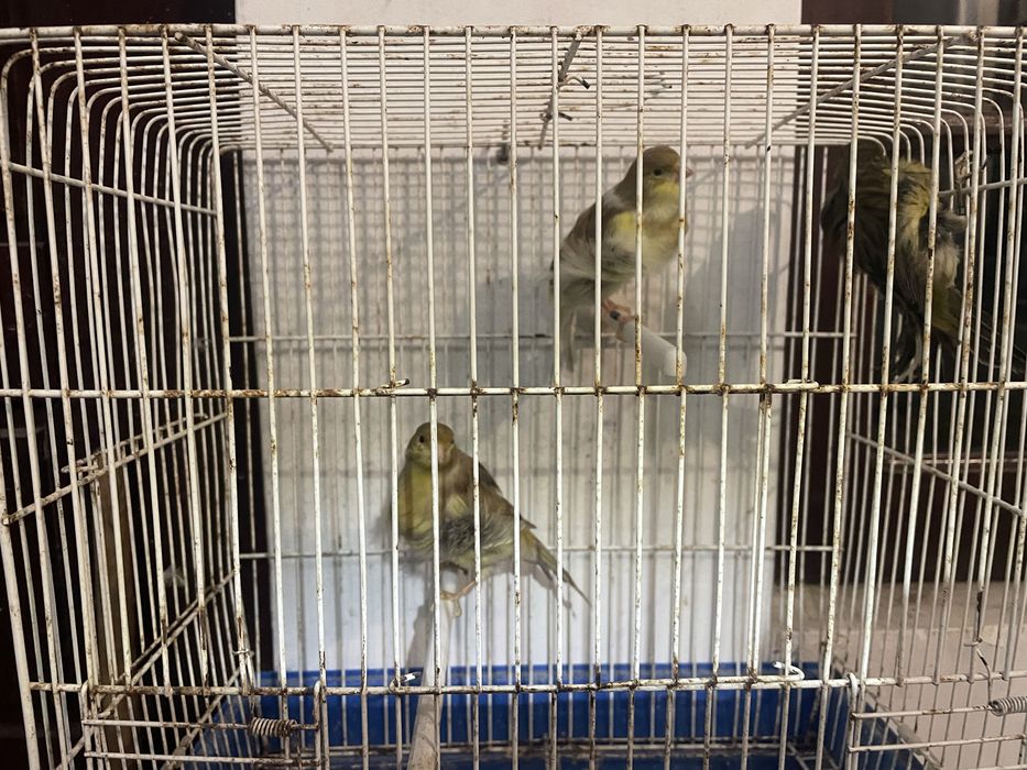 Canarios frisado do norte e Lizard