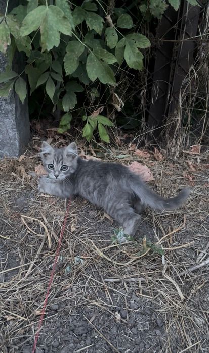 Кошенята в добрі руки