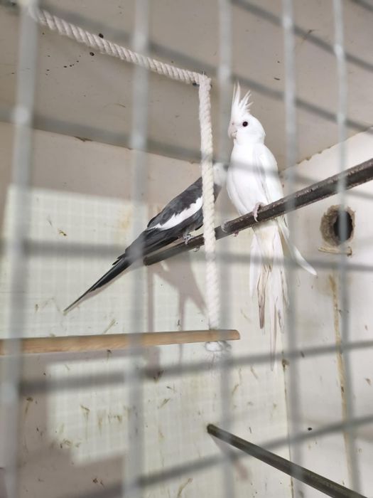 Caturras e viveiros (preços no anuncio)