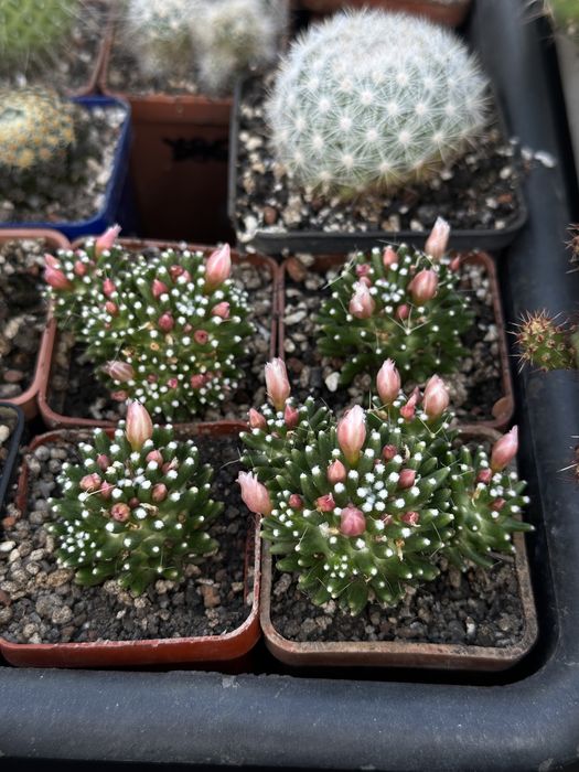 Кактус Мамілярія Паінтері Mammillaria painteri
