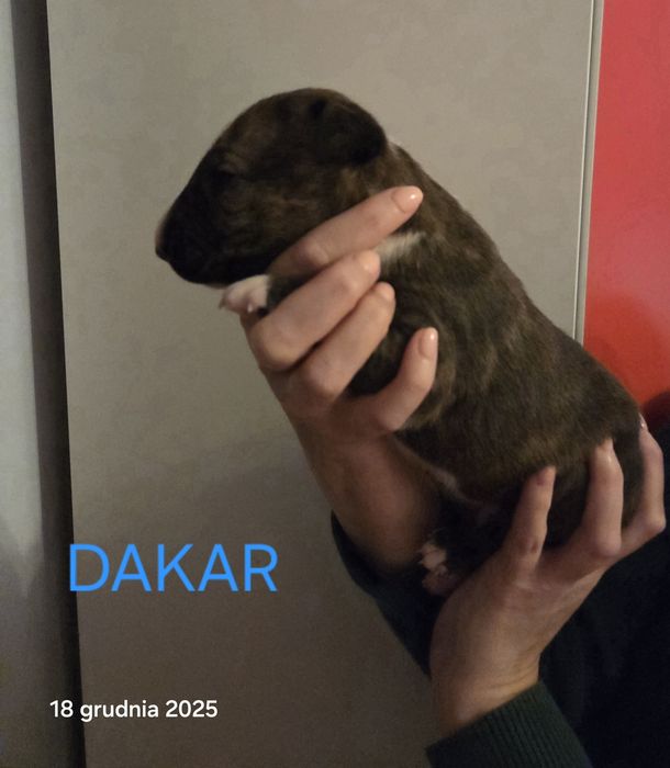 Bulterier standard samiec