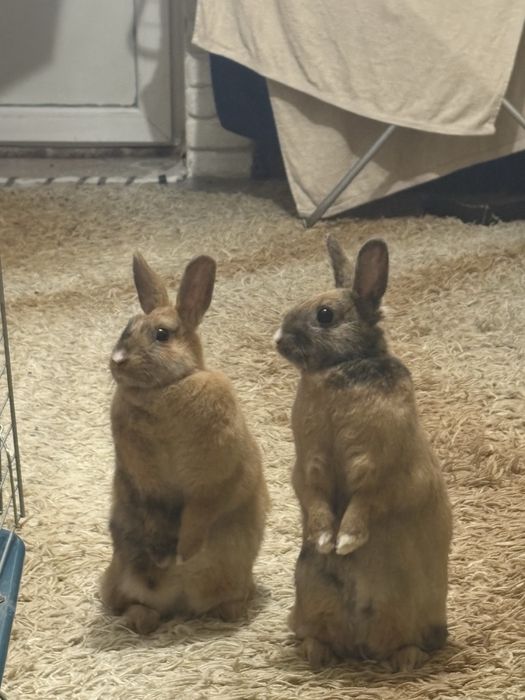 Кролики Декоративні