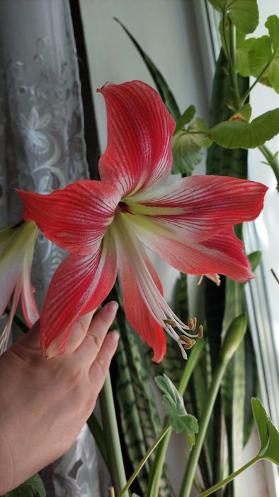 Кімнатні лілії, вазони