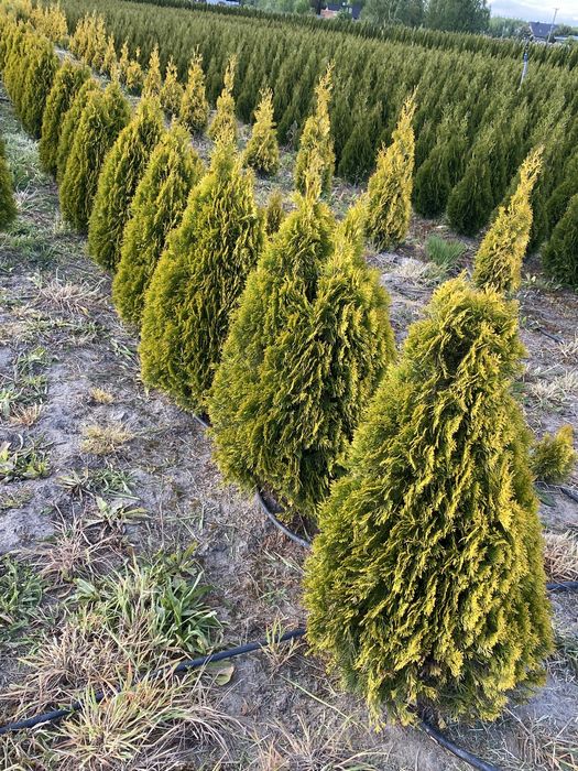 Tuja gold Tuja szmaragd złota