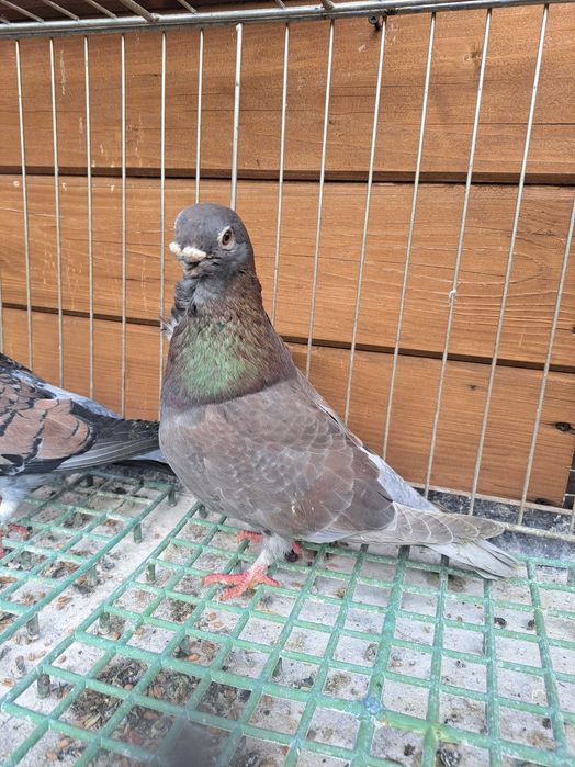 Mewki jednobarwne egipskie