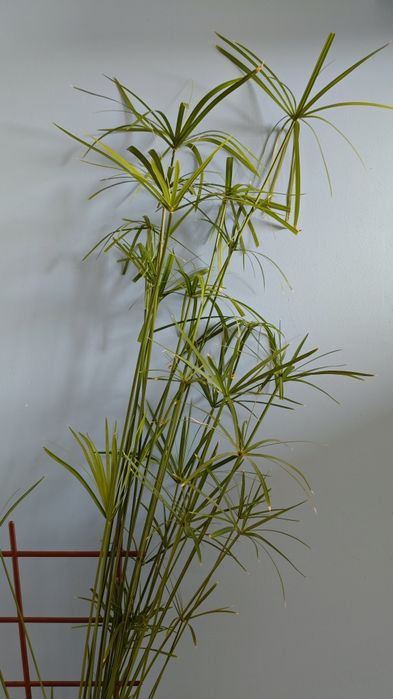 Piękny Duży Papirus z Doniczką